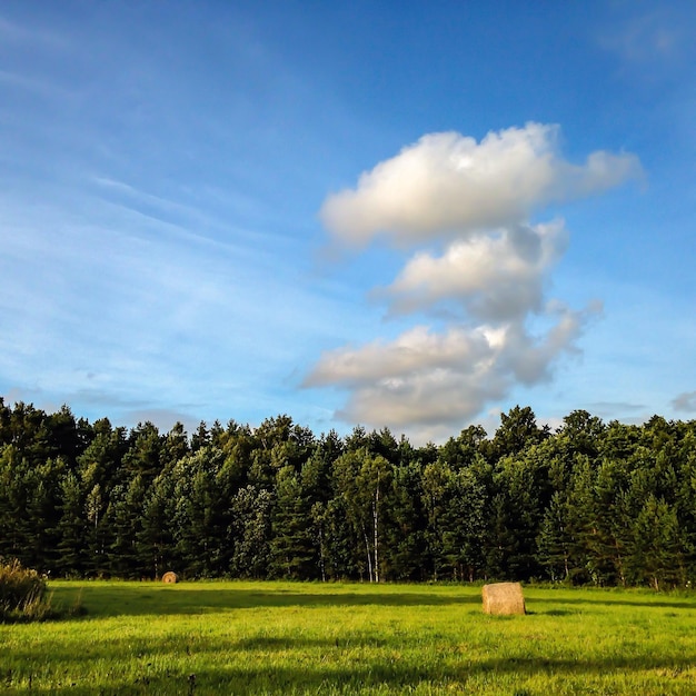 Photo distance shot of trees on landscape against blue sky