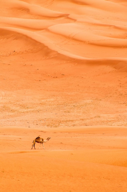 Foto veduta a distanza di un cammello nel deserto