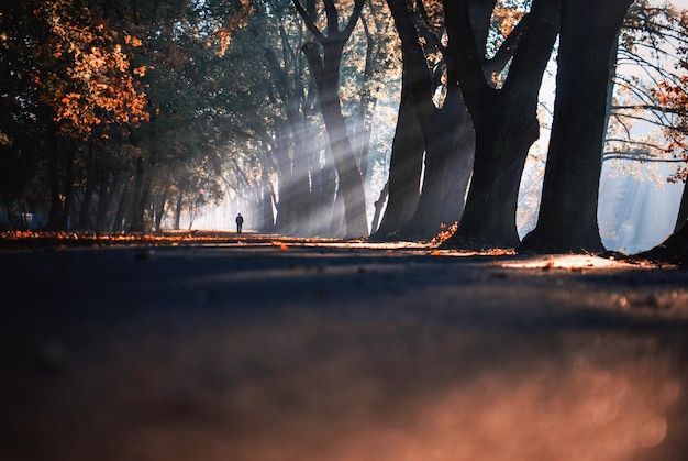 distant view of man walking amidst trees at park