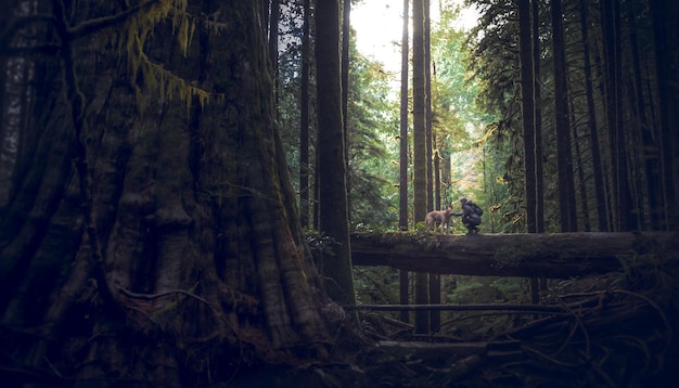 Photo distant view of person with dog on fallen tree trunk in forest