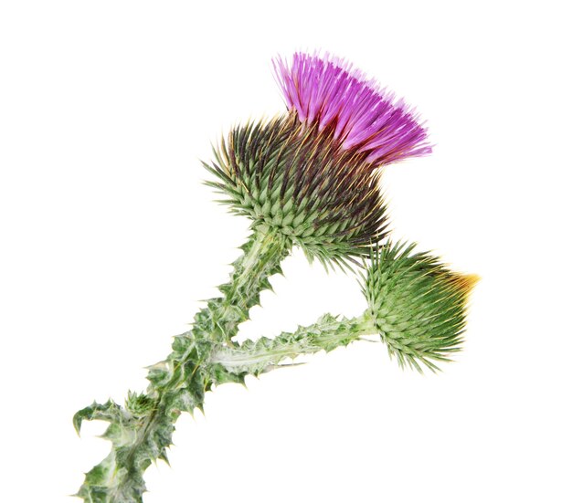 Distel bloem geïsoleerd op wit