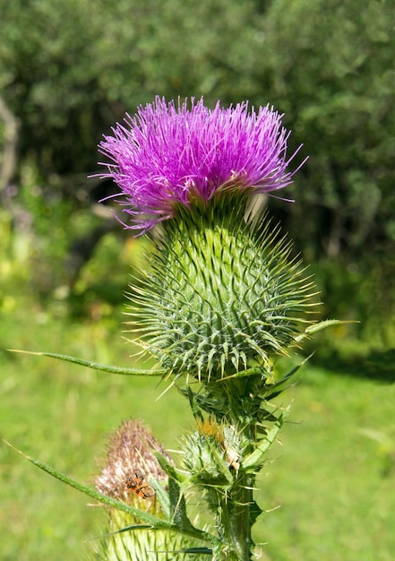 Distel