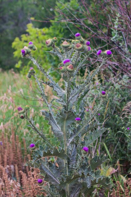 Distelknoppen en bloemen op een zomerveld