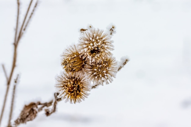 Disteltak met zaden bedekt met vorst in winter_