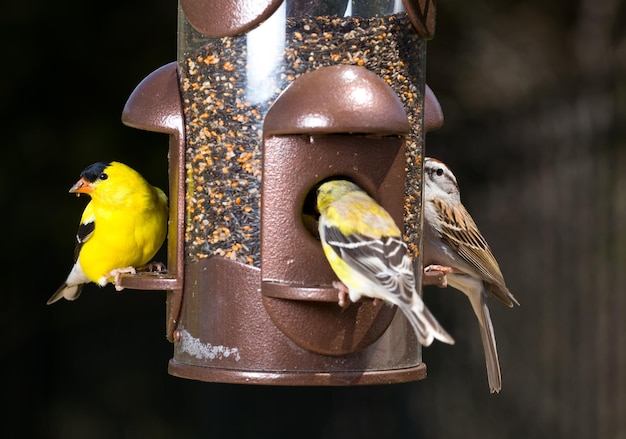 Distelvink eten van vogelvoeder