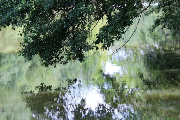 Foto riflesso distorto dell'albero sul lago