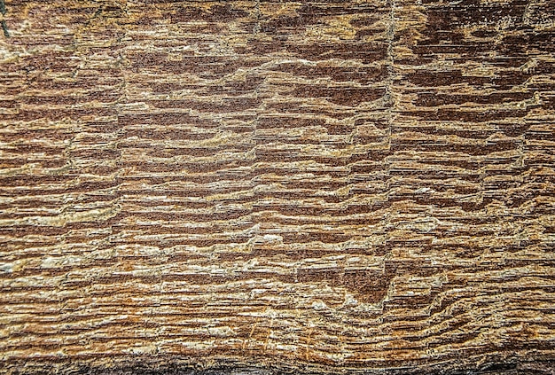 Distress old dry wooden texture