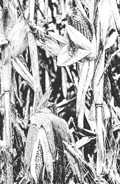 Distressed overlay closeup texture of corns grunge black and white background