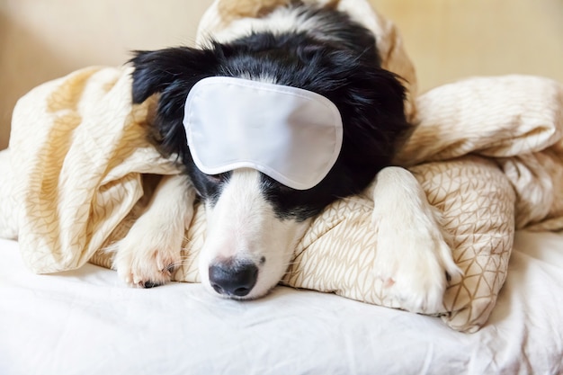 Photo do not disturb me let me sleep. border collie with eye mask lay on pillow blanket in bed.