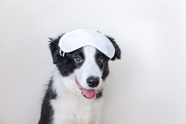 Photo do not disturb me, let me sleep. funny cute smiling puppy dog border collie with sleeping eye mask isolated on white background. rest, good night, siesta, insomnia, relaxation, tired, travel concept.