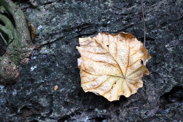 Dit is een droog blad.