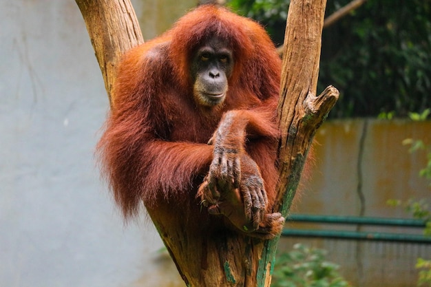 Dit is een foto van een Sumatraanse orang-oetan in de dierentuin De Sumatraanse orang-oetan is de zeldzaamste soort