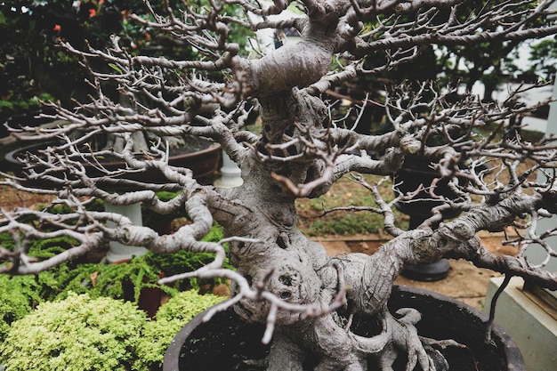 Dit is een foto van verschillende soorten bonsai