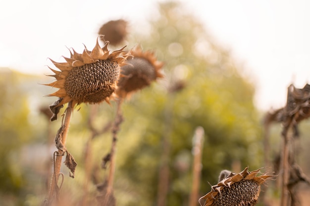 Foto dit is een gedroogde zonnebloemverdorde zonnebloemen gerijpte droge zonnebloemen klaar voor de oogstgrote droge bruine en dode zonnebloem