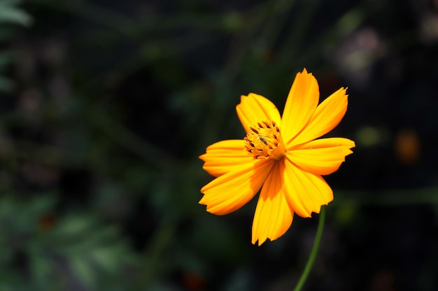 Dit is een mooie oranje bloem.