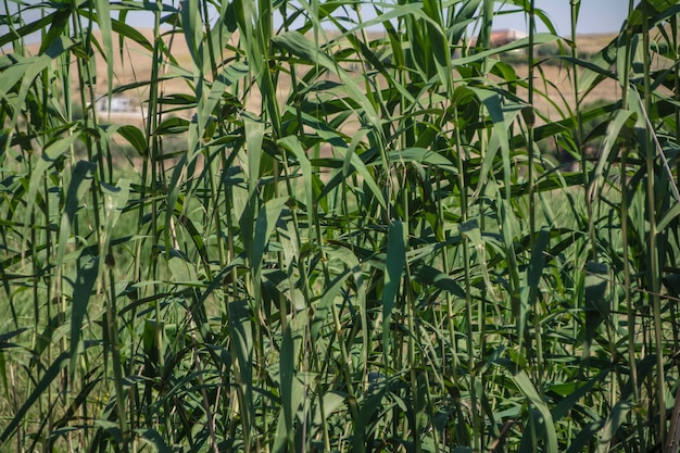 Ditch shafts blowing in the wind in Sicily, Italy