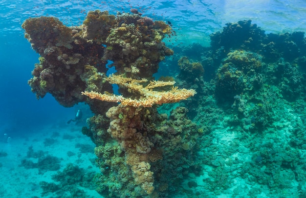 A diver swims near a coral reef and explores it.