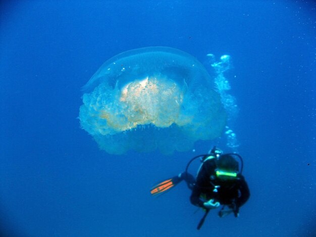 diver underwater