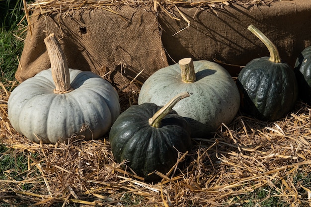 Foto diverse assortiment pompoenen autumn harvest