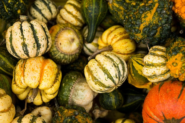 Diverse assortment of pumpkin