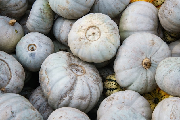 Diverse assortment of pumpkins ,close up. Autumn harvest.