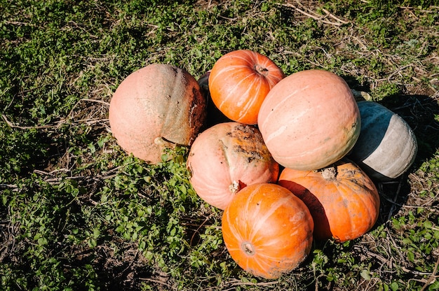Diverse assortment of pumpkins in the field at sunset