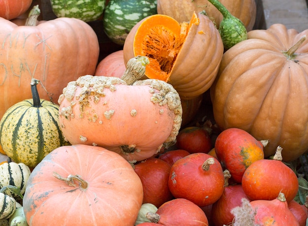 Diverse assortment of pumpkins