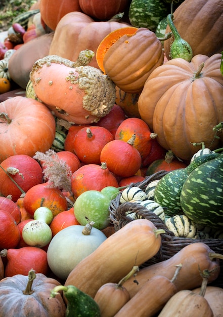 Diverse assortment of pumpkins