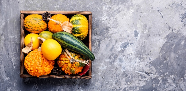 Diverse assortment of pumpkins