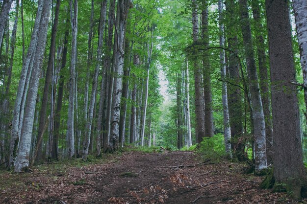 Diverse bos- en bergplanten