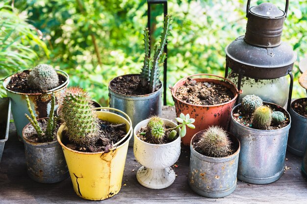 Diverse cactus in een pot, selectieve nadruk