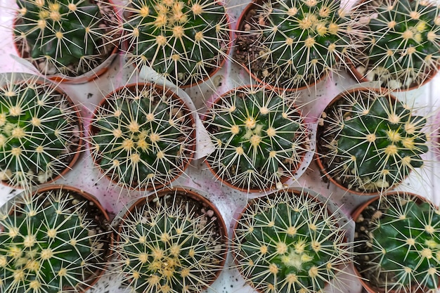 Diverse cactussen met gele bloemen, close-up shot. verschillende cactussen op de plank in de winkel. het uitzicht vanaf de top