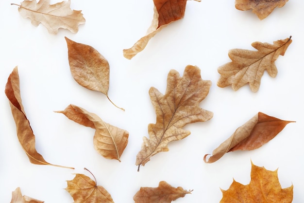 Diverse droge herfstbladeren van eiken en esdoorn op een witte achtergrond