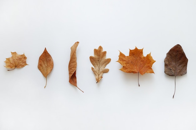 Diverse droge herfstbladeren van eiken en esdoorn op een witte achtergrond