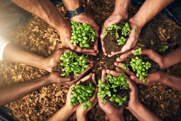 Diverse group of people holding sustainable plants in an eco friendly environment for nature conservation Closeup of hands planting in fertile soil for sustainability and organic farming