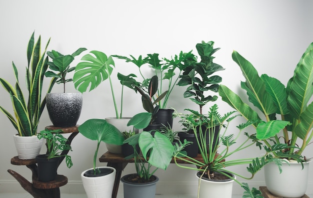 Diverse kamerplanten groen blad met monstera,philodendron, zamioculcas zamifolia,slangenplant