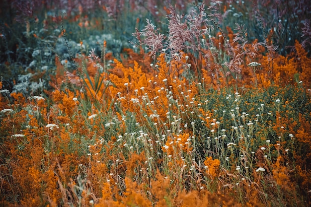 Diverse kruiden en bloemen in bloei in een veld, een filter