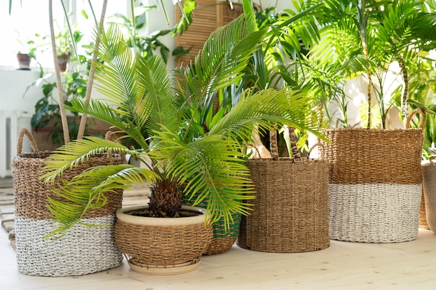 Diverse palmen in rieten potten op houten vloer in de woonkamer
