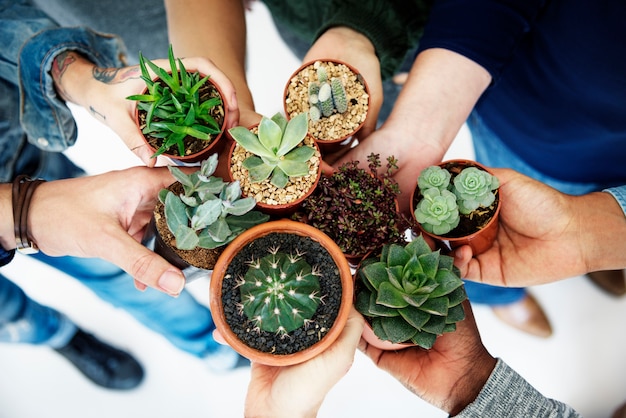 Diverse People Hands Hold Cactus Nature