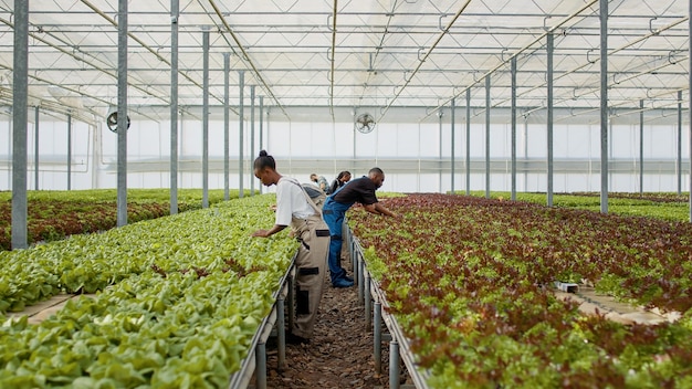 Diverse people working in greenhouse standing back to back\
between rows of organic crops gathering lettuce and bio vegetables.\
agricultural workers doing quality control removing damaged\
plants.