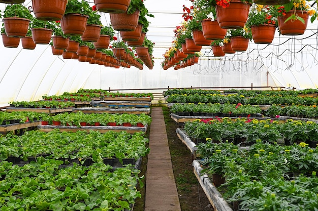 Foto diverse planten in potten bij kas bloemenkwekerij kas met cultuurplanten