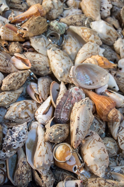 Diverse soorten kleine schelpen