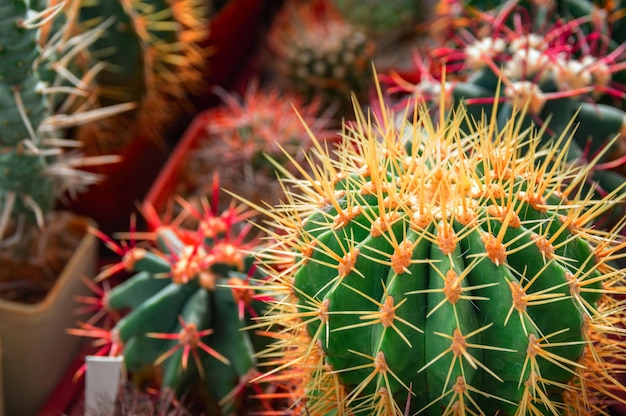 Diverse stekelige cactussen struikgewas van cactussen Bovenaanzicht