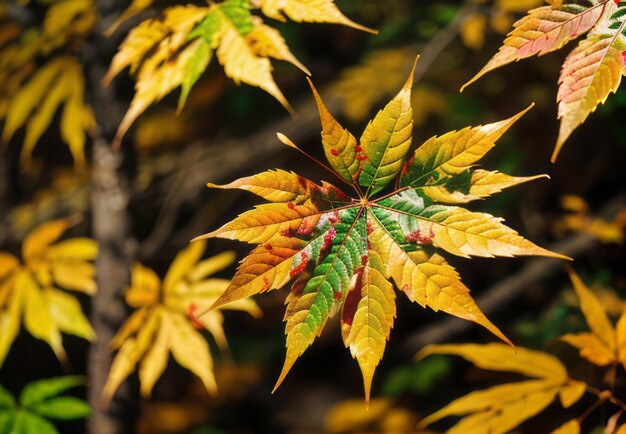 Photo the diverse and vibrant hues of autumn foliage in a forest landscape wallpaper