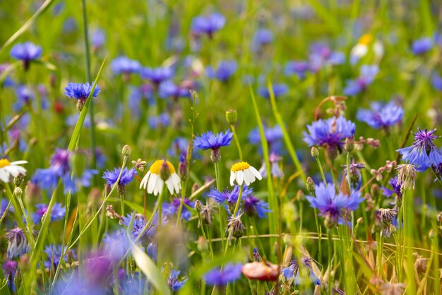 Diverse wilde bloemen in een prachtig zomers veld verlicht door de zon