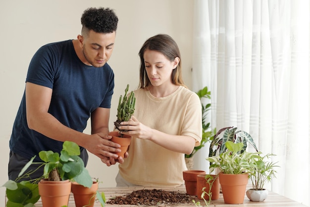 Diverse young couple enjoying planting cactuses in ceramic pot for house decoration