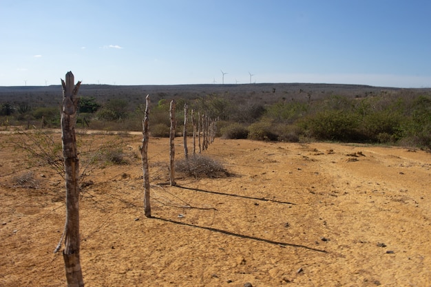 Dividing fence in a Brazilian caatinga landscape