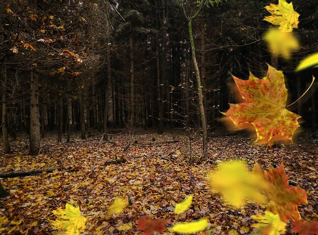 노란색 화려한 잎이있는 신성한 짙은 어두운 가을 숲 가을 가을 소름 끼치는 나무 사이의 화려한 낙엽