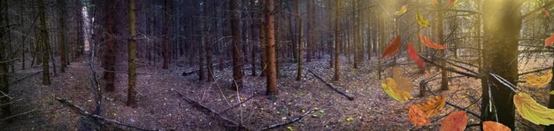 Божественный великолепный густой лес панорамный веб-баннер