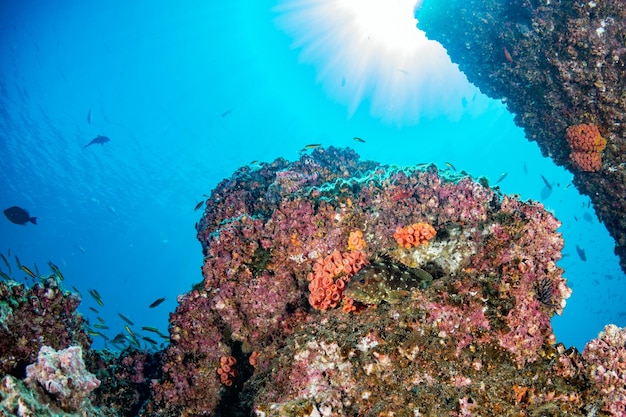 メキシコ・コルテス海の水中のカラフルなサンゴ礁でダイビング